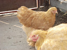 DSC03356