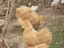 DSC03363