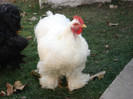 DSC03396