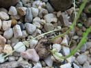 Euphorbia sp. (with tuber)