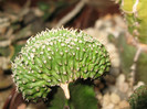 Euphorbia phillipsioides (cristate)