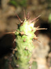 Euphorbia sp. Cape Guardafui
