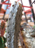 Euphorbia abdelkuri