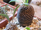 Euphorbia bupleurifolia