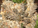 Euphorbia tortirama