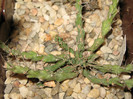 Euphorbia sp. aff. actinoclada