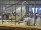SAM_0669