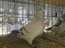SAM_0680