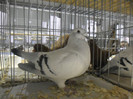 SAM_0683