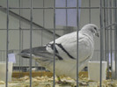 SAM_0695