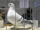 SAM_0696