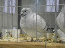 SAM_0698