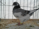 SAM_0729
