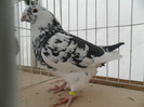 SAM_0738