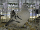 SAM_0745