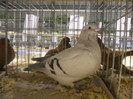 SAM_0747