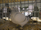 SAM_0756
