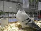 SAM_0760