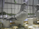 SAM_0762