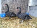 SAM_0785