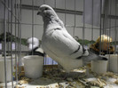 SAM_0793