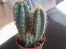 cereus peruvianus