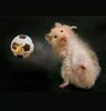Mouse_Playing_Football