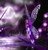 Violet_Fairy