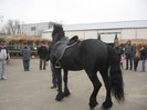 Galati noiembrie 2011