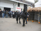 Galati noiembrie 2011