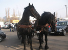 Galati noiembrie 2011