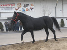 Galati noiembrie 2011