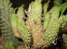 Euphorbia filiflora