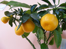 Calamondin