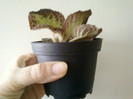 episcia...decedata