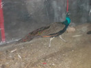 SAM_2004
