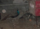 SAM_2005