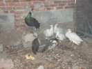 SAM_2006