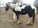 IAPA GYPSY VANNER