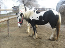 IAPA GYPSY VANNER
