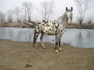 ARMASAR APPALOOSA SPORT