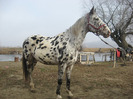 ARMASAR APPALOOSA SPORT