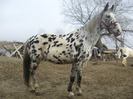 ARMASAR APPALOOSA SPORT