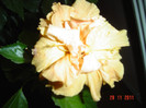poze 419