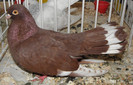 acelasi