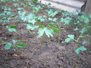 Ginkgo - puiet din samanta 2 luni