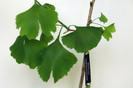 Ginkgo-biloba06