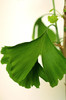 Ginkgo-biloba08