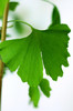 Ginkgo-biloba12