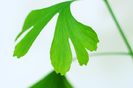 Ginkgo-biloba19